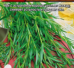 Эстрагон (тархун) Драгун-трава