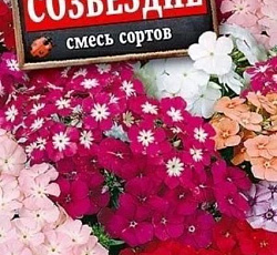 Флокс друммонда Созвездие, смесь сортов