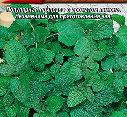 Мелисса лекарственная Свежесть
