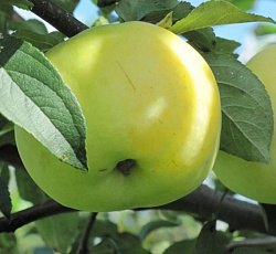 Яблоня (карликовая) - Соколовское