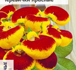 Кальцеолярия Дэинти Черевички красные F1