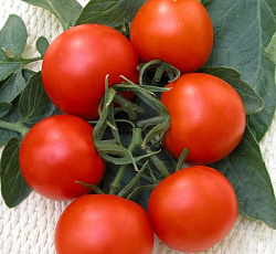 Томат Верлиока плюс F1