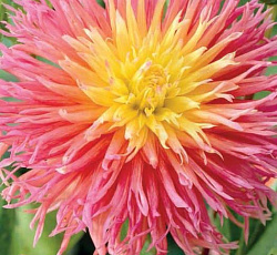 Георгина (кактусовая) - Фринджд Стар