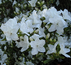 Азалия (японская) - Плезант Вайт