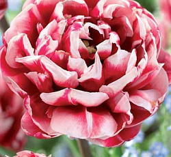 Тюльпан (Махровый поздний) - Драмлайн (Люкс)