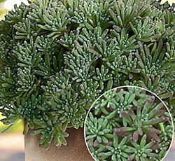 Очиток (Седум) краснеющий Лизард