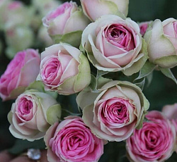 Роза (спрей) - Мими Эден