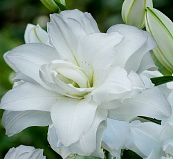 Лилия (восточная махровая) - Лотус Бьюти