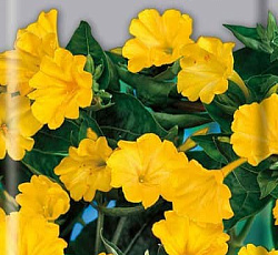 Мирабилис Желтый леденец