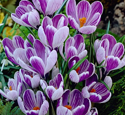 Крокус (крупноцветковый) - Кинг оф Стрипт
