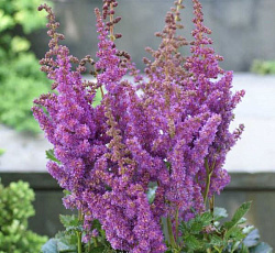 Астильба (китайская) - Блэк энд Блу