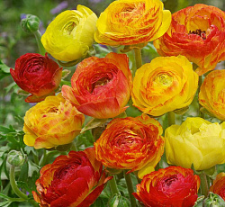 Лютик (азиатский) - Пикоти Ориндж