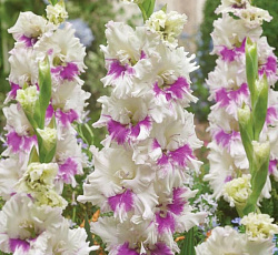 Гладиолус (гофрированный) - Вайлет Харт