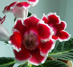 Глоксиния Аванти Красная с белым краем F1
