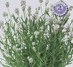 Лаванда Эллеганс Сноу