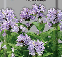 Котовник Голубая пантера