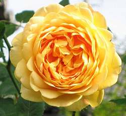 Роза (английская парковая) - Голден Селебрейшен