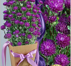 Астра китайская Трубадур Блю Дабл