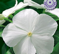 Катарантус Пацифика Вайт