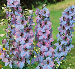 Дельфиниум (высокий) - Моргентау