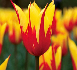 Тюльпан (Лилиецветный) - Файр Уингз