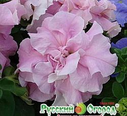 Петуния Махровая F1 Русский размер