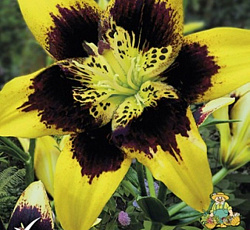 Лилия (азиатская танго) - Изи Данс