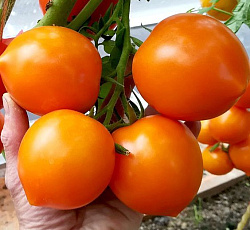 Томат Золотая канарейка F1