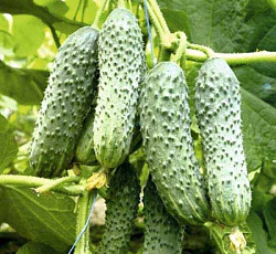 Огурец Дедушкина внучка F1