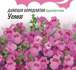 Диасция бородчатая Успех
