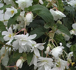 Бегония ампельная Белла F1