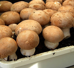 Шампиньон коричневый