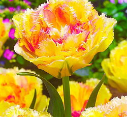 Тюльпан (Бахромчатый) - Вайя Кон Диос (ЛЮКС)