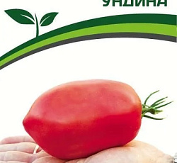 Томат Ундина