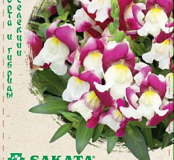 Антирринум (Львиный зев) Флорал Шауэрс Биколор вишневый