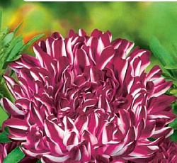 Астра Пионовидная Риббон красная