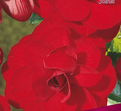 Бегония (махровая) - Скарлет