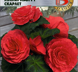 Бегония клубневая Империал F1 Скарлет