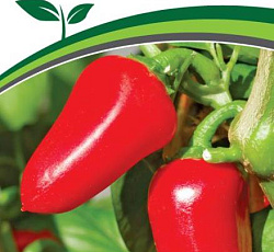Перец сладкий Никки F1