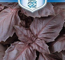 Базилик Русский гигант (фиолетовый)