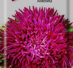 Астра Игл Анжелика