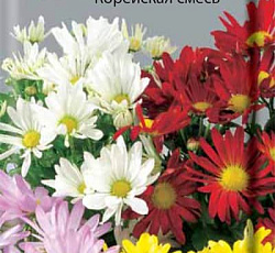 Хризантема Корейская смесь