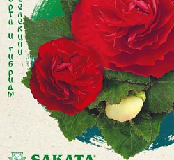 Бегония клубневая Фортуна Дип ред F1