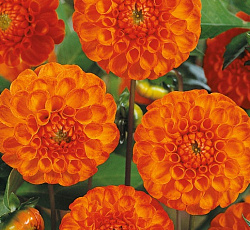 Георгина (помпонная) - Нью Бейби