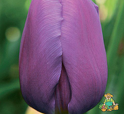 Тюльпан (Триумф) - Пассионале