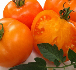 Томат Оранжевый слон
