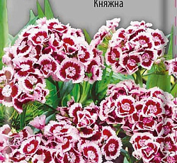 Гвоздика турецкая Княжна