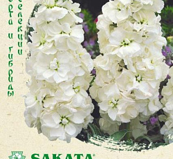 Левкой (маттиола) Айрон Белый