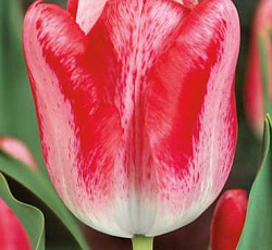 Тюльпан (Триумф) - Денис