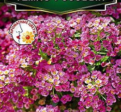 Алиссум приморский Темно-розовый